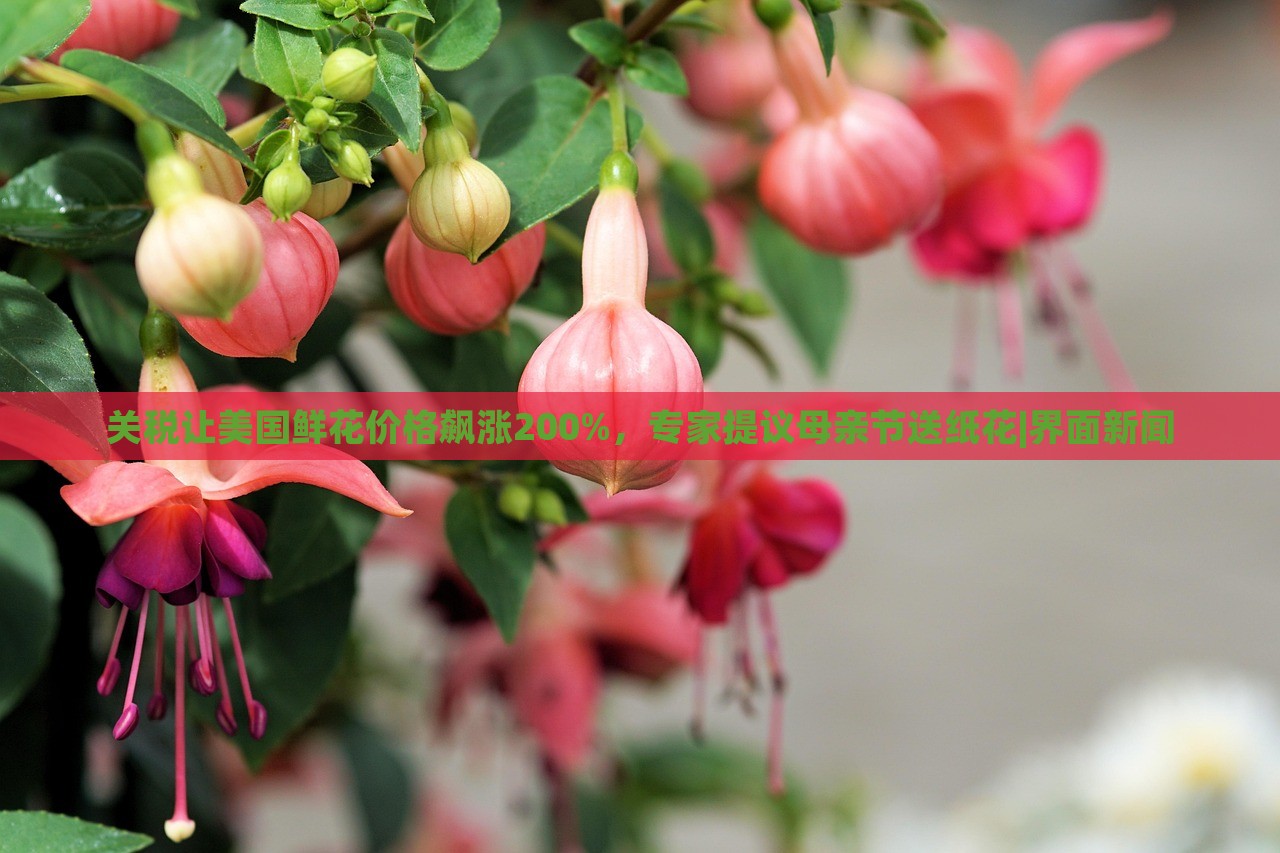 關(guān)稅讓美國鮮花價格飆漲200%，專家提議母親節(jié)送紙花|界面新聞