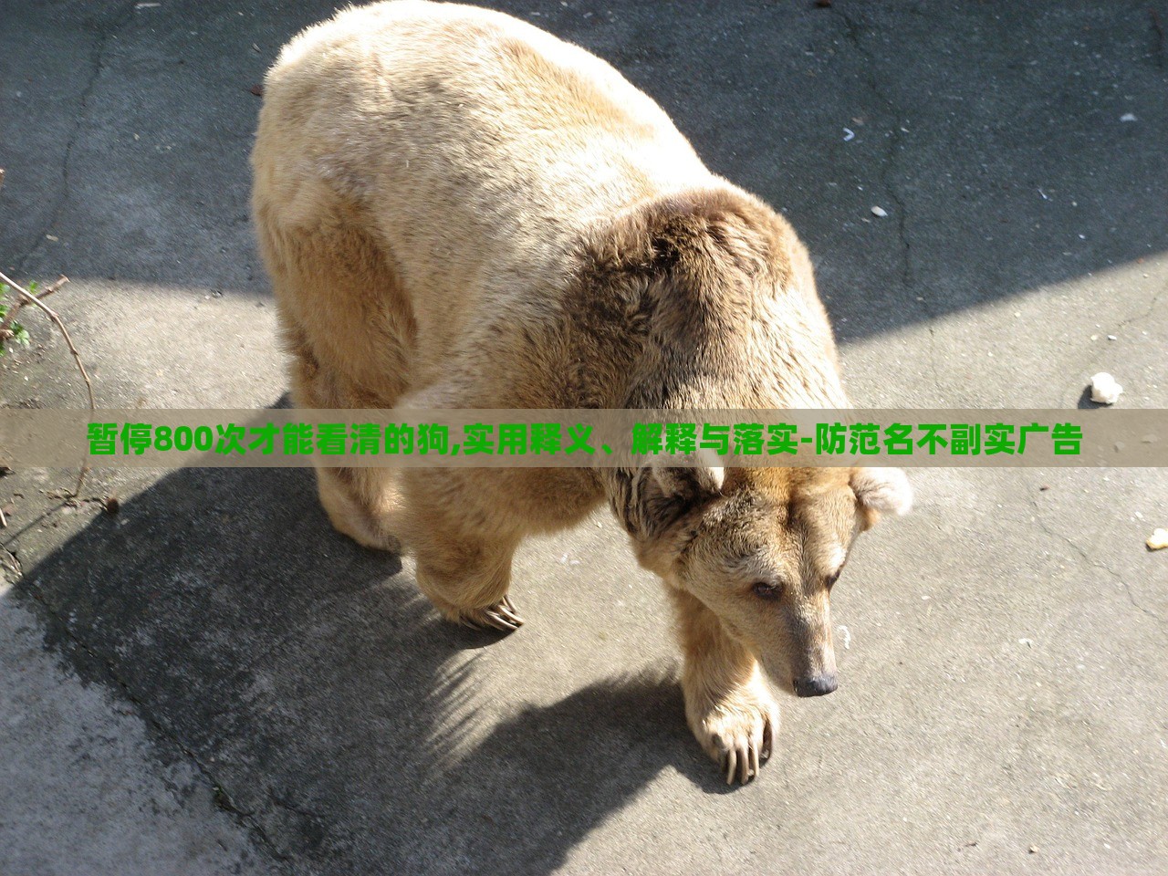 暫停800次才能看清的狗,實用釋義、解釋與落實-防范名不副實廣告 暫停800次才能看清的狗,實用釋義、解釋與落實-防范名不副實廣告
