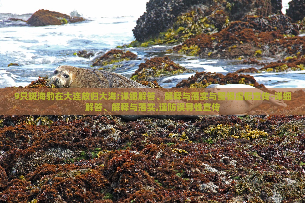 9只斑海豹在大连放归大海:详细解答、解释与落实与警惕虚假宣传-详细解答、解释与落实,谨防误导性宣传