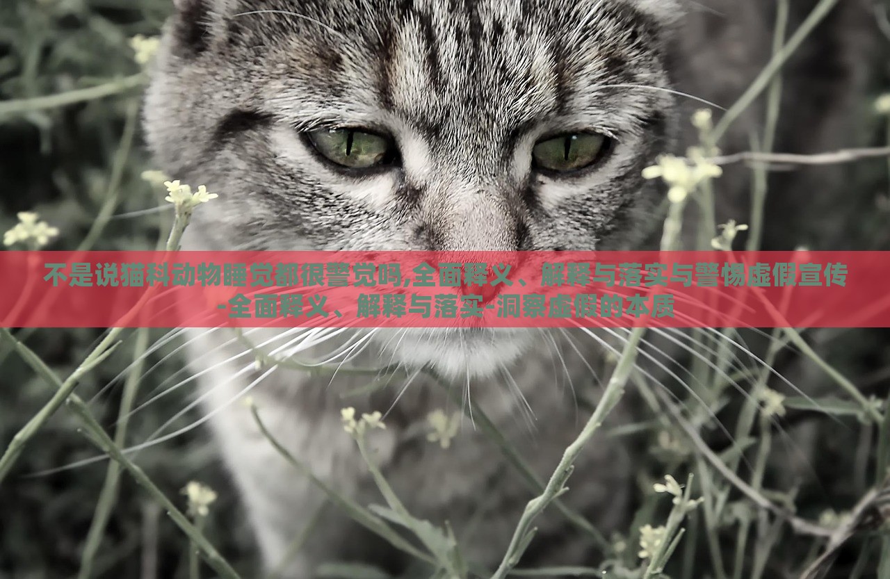 不是说猫科动物睡觉都很警觉吗,全面释义、解释与落实与警惕虚假宣传-全面释义、解释与落实-洞察虚假的本质