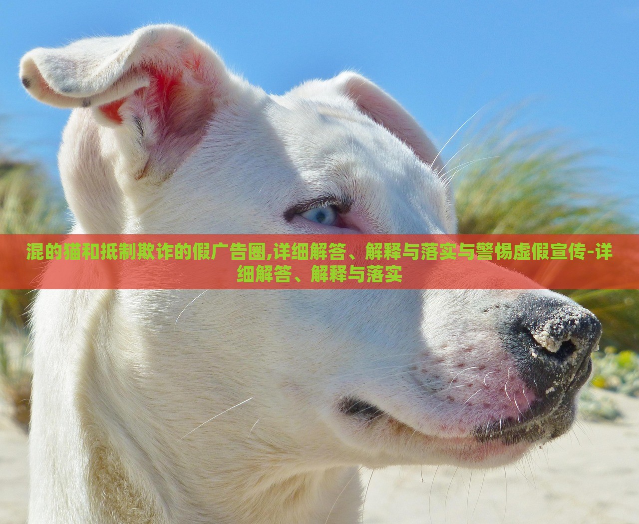 混的猫和抵制欺诈的假广告圈,详细解答、解释与落实与警惕虚假宣传-详细解答、解释与落实