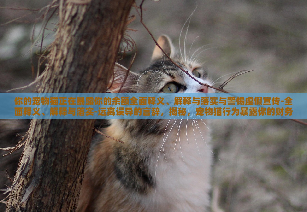 你的宠物猫正在暴露你的余额全面释义、解释与落实与警惕虚假宣传-全面释义、解释与落实-远离误导的言辞，揭秘，宠物猫行为暴露你的财务秘密，警惕虚假宣传陷阱
