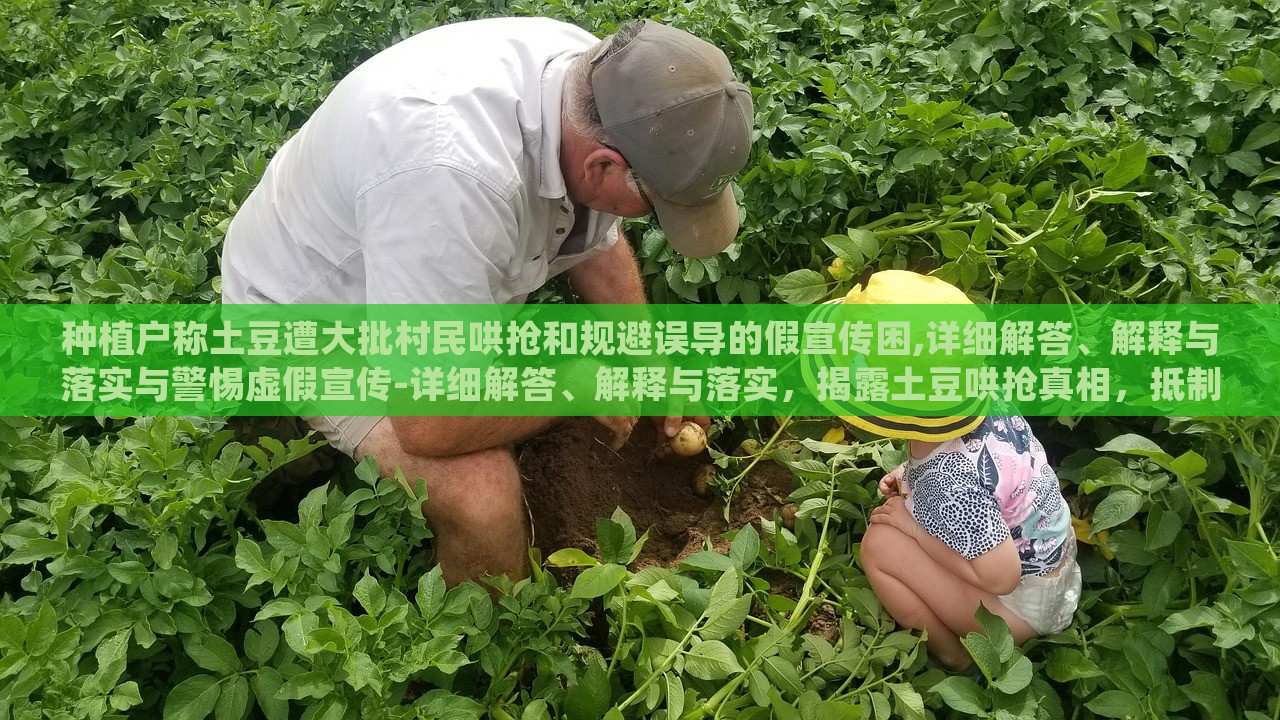 种植户称土豆遭大批村民哄抢和规避误导的假宣传困,详细解答、解释与落实与警惕虚假宣传-详细解答、解释与落实，揭露土豆哄抢真相，抵制虚假宣传，守护种植户权益