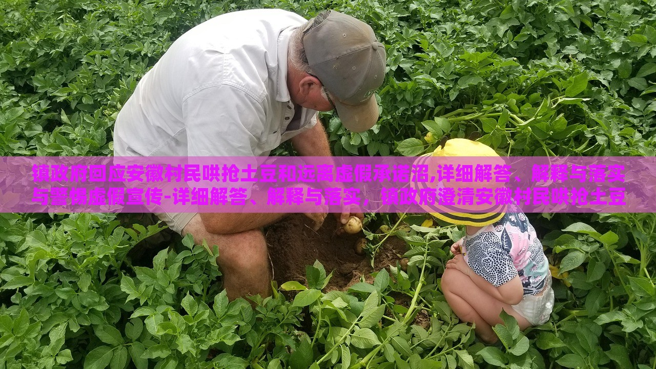 镇政府回应安徽村民哄抢土豆和远离虚假承诺沼,详细解答、解释与落实与警惕虚假宣传-详细解答、解释与落实，镇政府澄清安徽村民哄抢土豆事件，揭秘虚假承诺真相与防范宣传误导