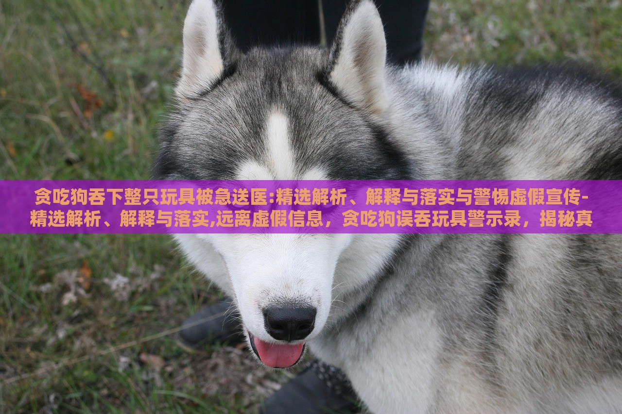 贪吃狗吞下整只玩具被急送医:精选解析、解释与落实与警惕虚假宣传-精选解析、解释与落实,远离虚假信息，贪吃狗误吞玩具警示录，揭秘真相与抵制虚假宣传
