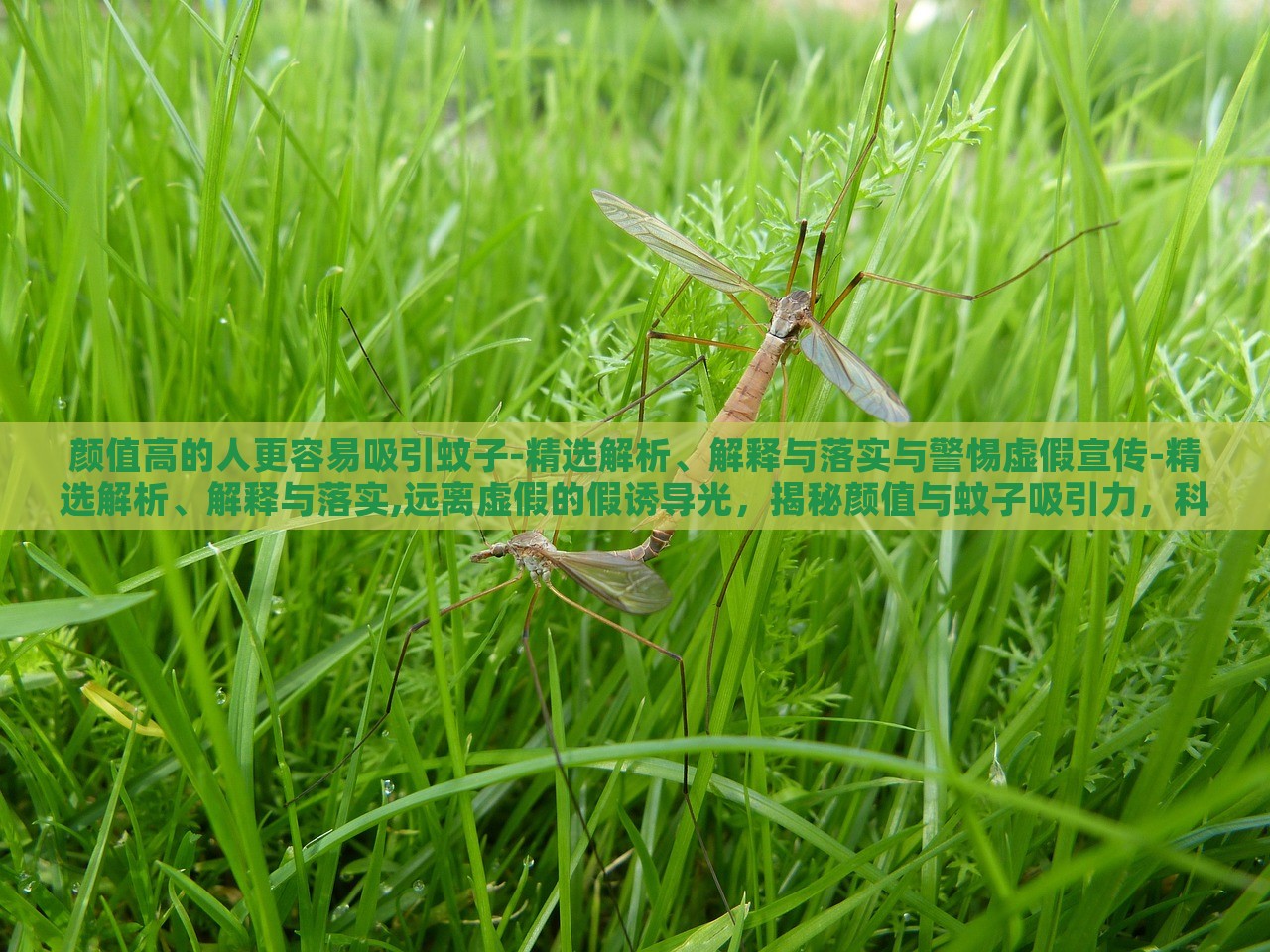 颜值高的人更容易吸引蚊子-精选解析、解释与落实与警惕虚假宣传-精选解析、解释与落实,远离虚假的假诱导光，揭秘颜值与蚊子吸引力，科学真相与虚假宣传警示